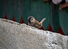 Ringmus Passer Montanus - Lun 10-08-2016 (2)